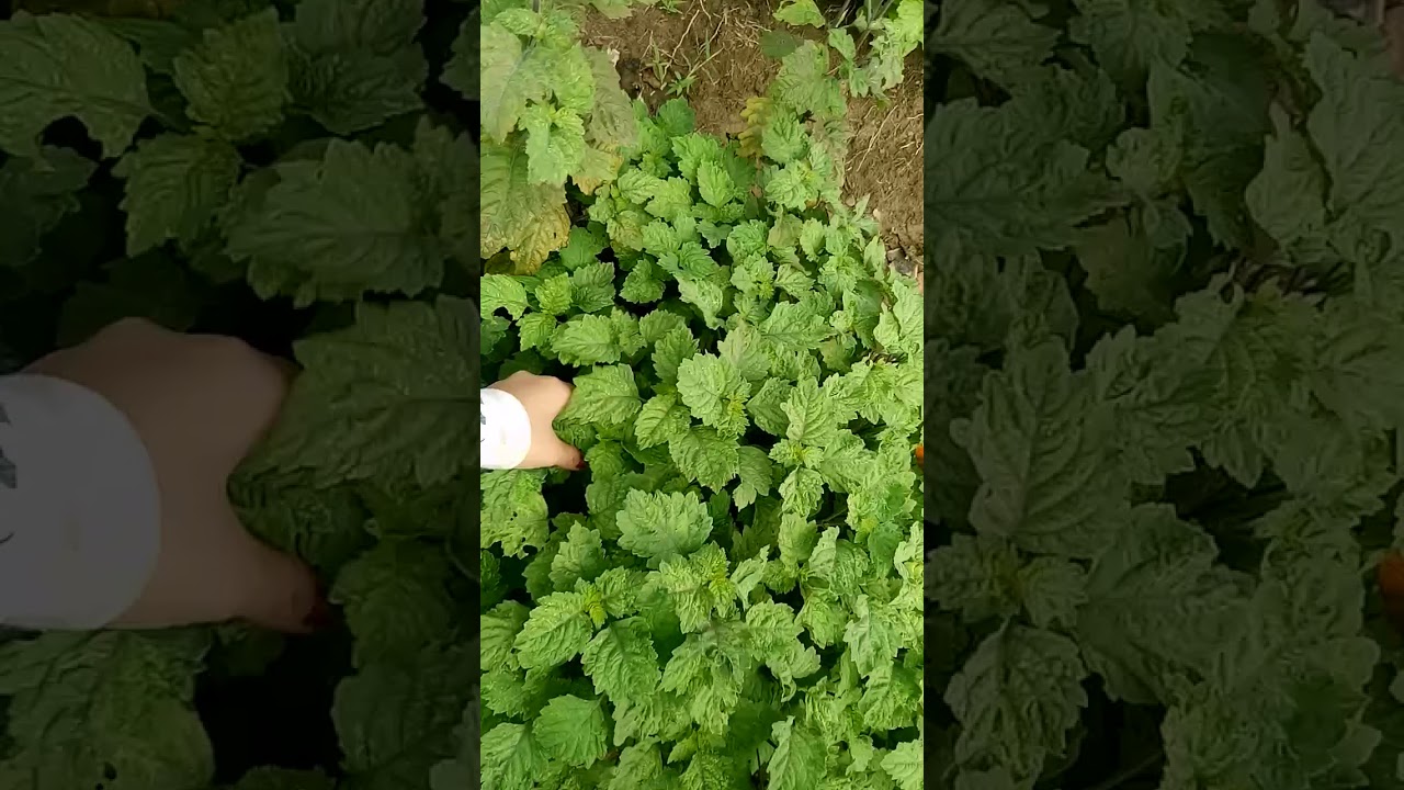 CARA TANAM NILAM YANG LAGI VIRAL 