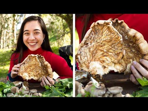 Video: Apakah Chickweed Dapat Dimakan: Informasi Penggunaan Chickweed Sebagai Makanan