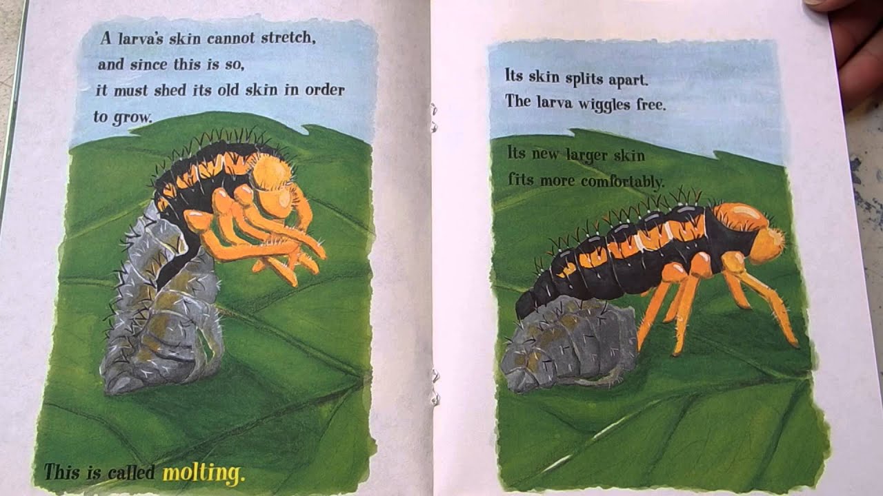 Ladybugs Red Fiery And Bright By Mia Posada Read Aloud For Kids Youtube