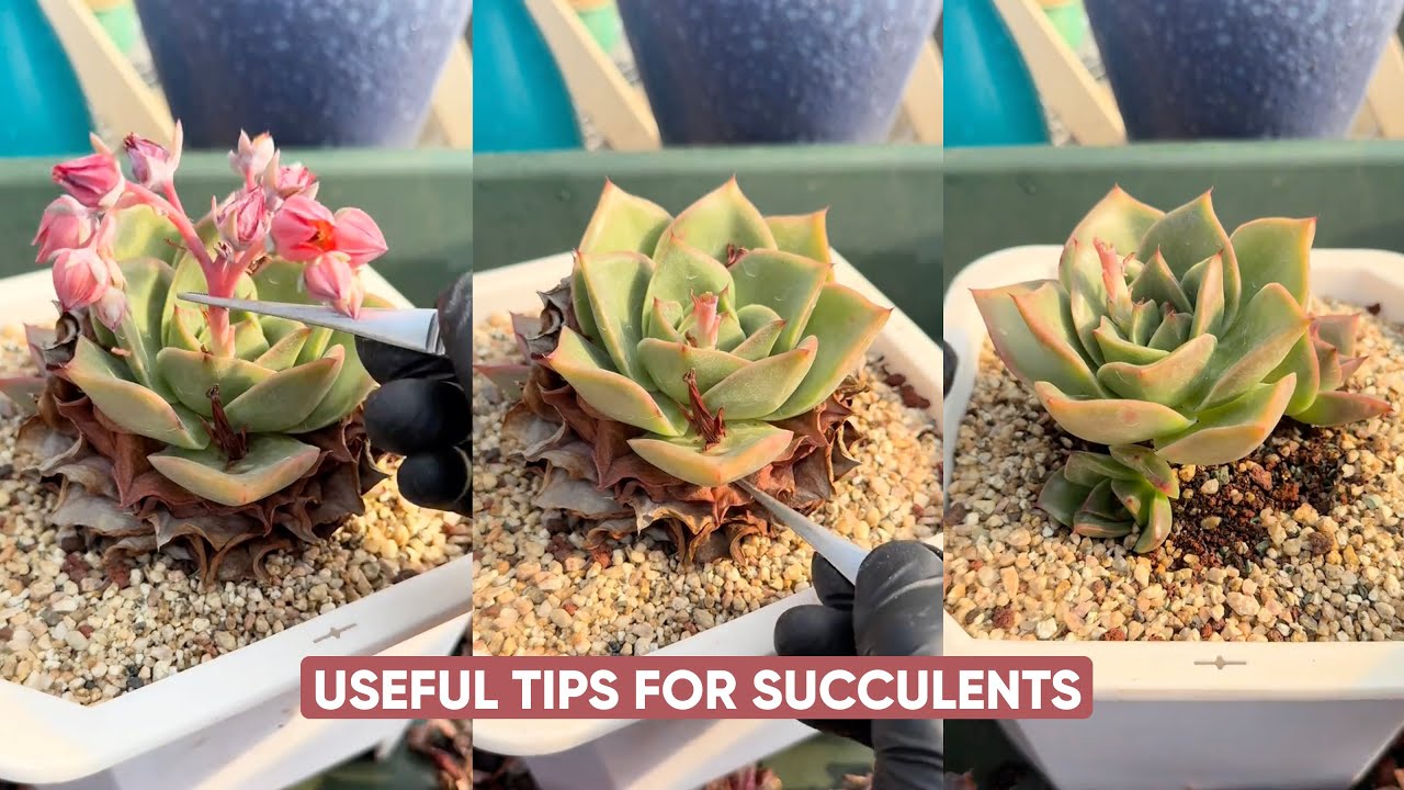 Easy Succulent Care For Beginners Guaranteed To Thrive - YouTube