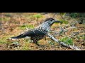 The spotted nutcracker, Eurasian nutcracker (Nucifraga caryocatactes macrorhynchos)