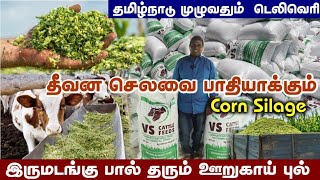 இருமடங்கு பால் தரும் ஊறுகாய் புல் | கறவை மாட்டிற்கு சிறந்த தீவனம் | Cattle feed | Silage Benefits