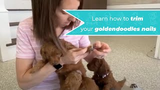 Learn how to safely trim goldendoodle puppy nails.