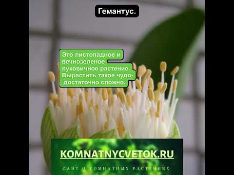 Гемантус