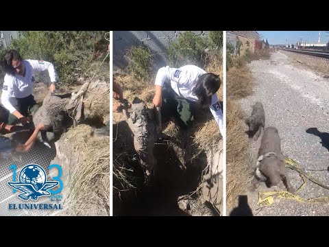 Policía Ambiental de Saltillo rescata a dos perros atrapados en pozo de lodo