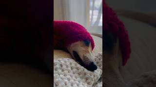 Wake up #cute #whippet #dog