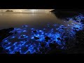 Живое сияние | Noctiluca scintillans | Beautiful Bioluminescence  [1080p]