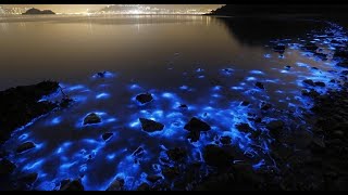 Живое сияние | Noctiluca scintillans | Beautiful Bioluminescence  [1080p]