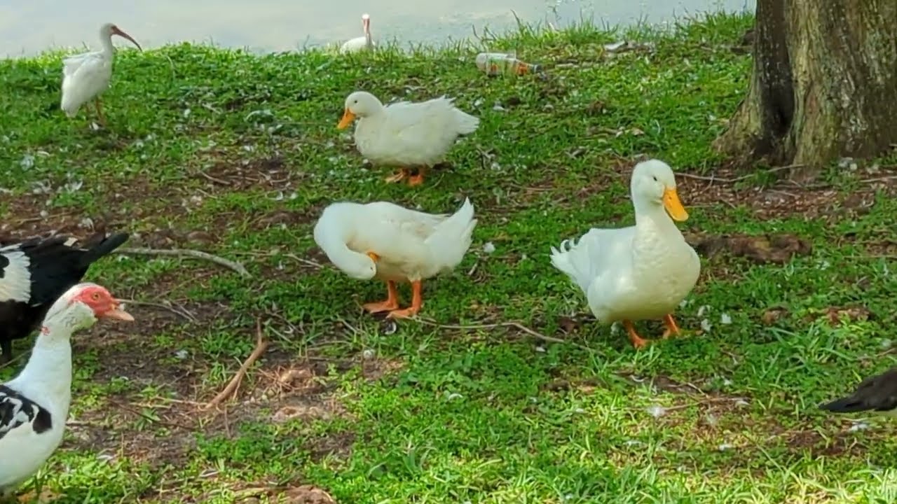 Muscovy Duck Males Chase Female & 3 Pekin Ducks Get Along Wonderfully