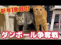 今年のダンボール優先権を賭けた猫たちのかわいいたたかい！