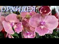 №445/ НЕВЕРОЯТНОЕ количество СОРТОВЫХ орхидей в маг  ОРХИДЕЯ