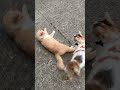 cute #song #music #tiktok #cat #suncats #imut #cute #kucinganggoralucudanimut #pets #fypシ #funny
