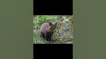 Куница   юркий лесной зверек