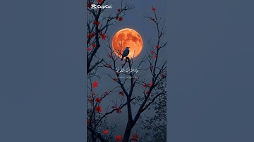 سورة النحل| القرآن الكريم 🕋🤯 أرح سمعك وقلبك 🎧🤲 اكـتـب 📝 شـيء تـؤجـر عـلـيـه #قران_كريم