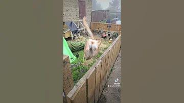 Lurcher Jumping Music Coversong 80smusic Song Puppy Trythatinasmalltown Adopteddog 