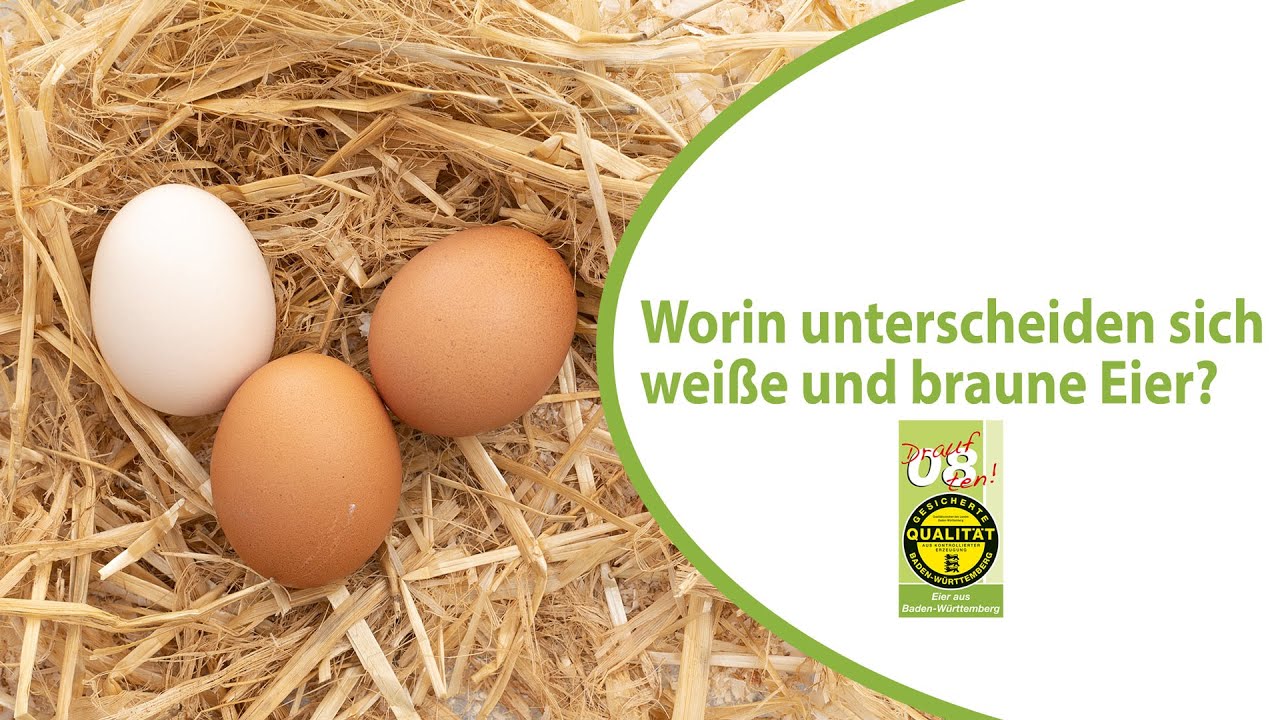 Wie Erkenne Ich Ob Das Küken Im Ei Noch Lebt Weiße oder braune Eier: Welches Huhn legt welches Ei und welche