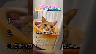 動物たちのバズった6選！