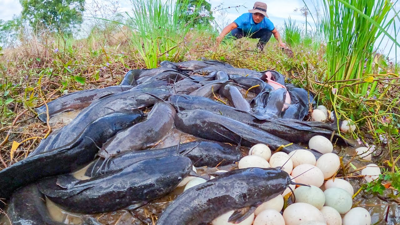 So Many Catfish You Won’t Believe This Catch! Top Fishing Skill - YouTube