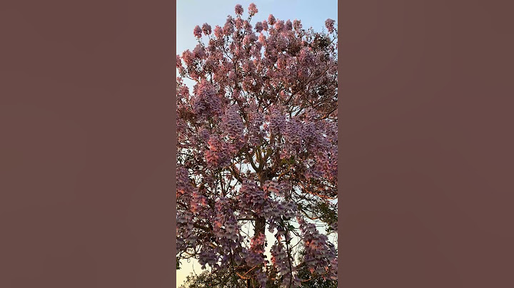 Paulownia 15 years after planting