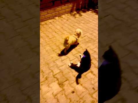 بيلي لمن يتدلل سلافه