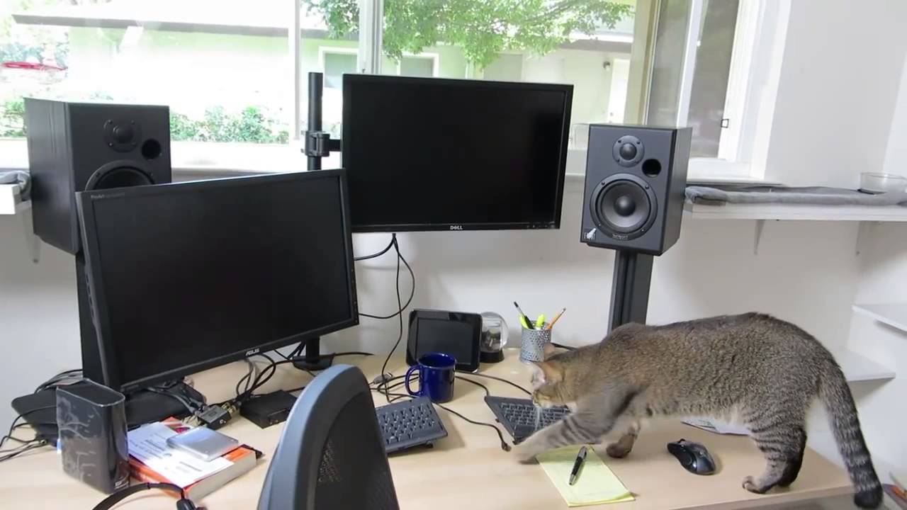 умный кот видео. котик ученый. умный кот. умный кот видео. умный кот видео.