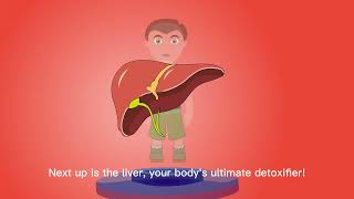 How Do Your Organs Work Together (Human Anatomy Guide)