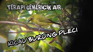 PANCINGAN TERAPI PLECI GACOR MACET BUNYI BAKALAN NYAUT