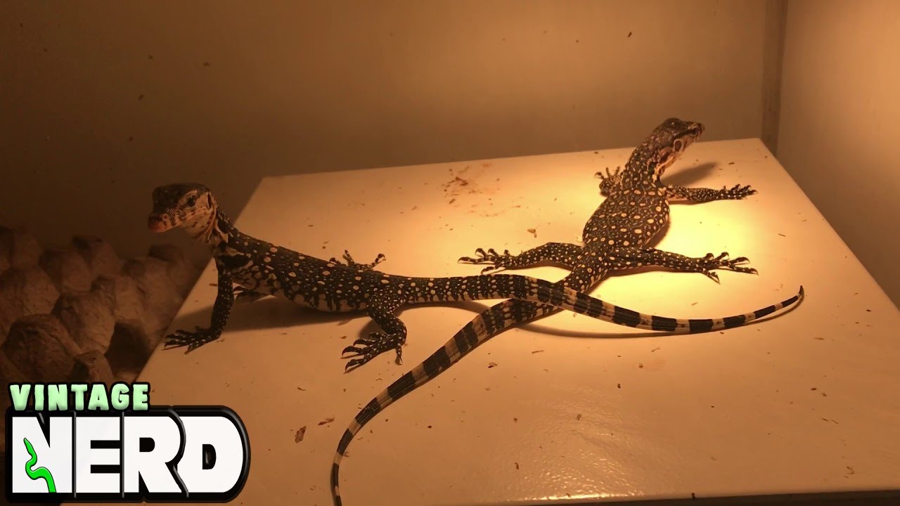 vlogs in spanish NERD BABY WATER MONITORS