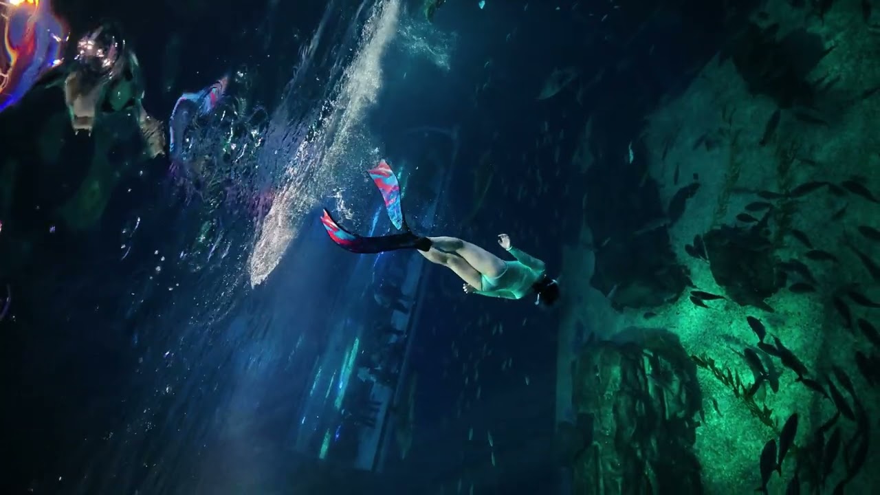 Vlog 제주 아쿠아리움 단독 프리다이빙 - 안쌤 프리다이브의 제주 프리다이빙 (AnSam Freedive)