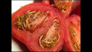 Most INCREDIBLE Super Foods