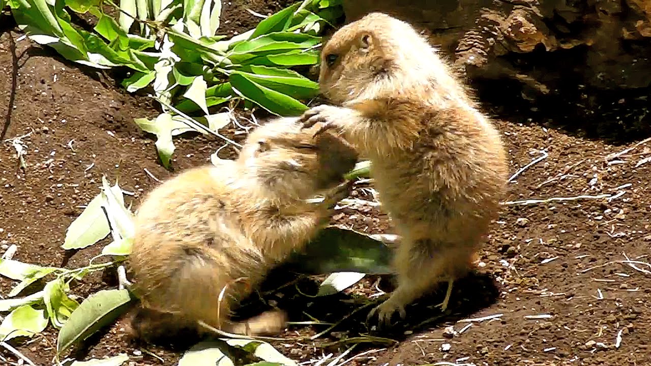 video phone beyonce mp3 戦うプレーリードッグの子供たちPrairie dog baby Fight !