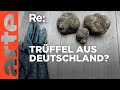 Trüffel in deutschen Wäldern entdecken 🍄