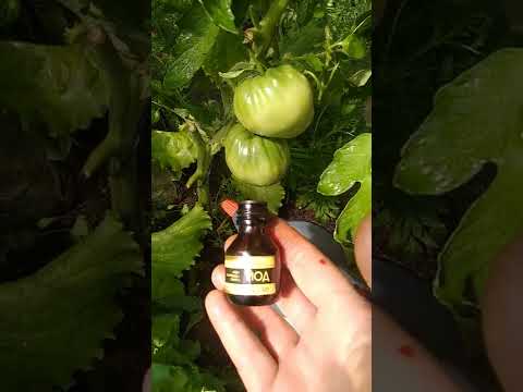 Видео: Фитофтора по доматите: методи за борба и превенция