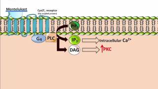 Montelukasts - Mechanism of Action