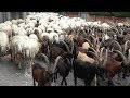 Transumanza delle capre e delle pecore - Pont Canavese 2017