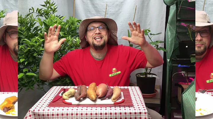 7 Delicious SWEET POTATO Varieties Grown in Wisconsin | Sweet Potato Taste Test | Guten Yardening
