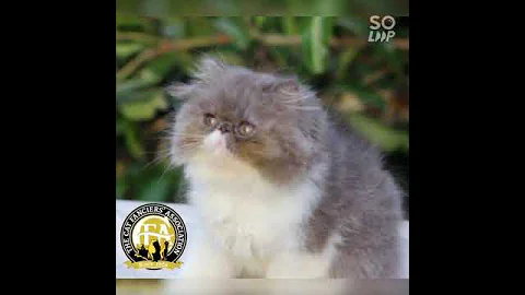 Video 4385831: cfa persian, female persian, blue female kitten