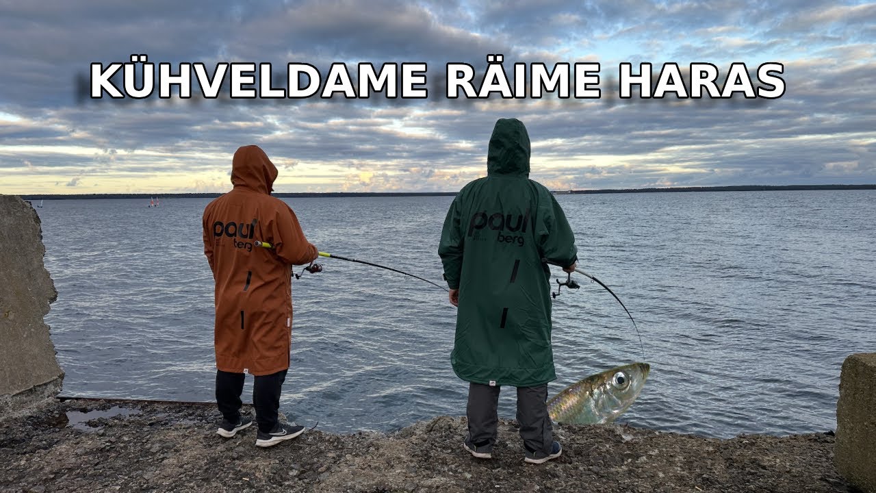 Kühveldame Hara sadamas räime