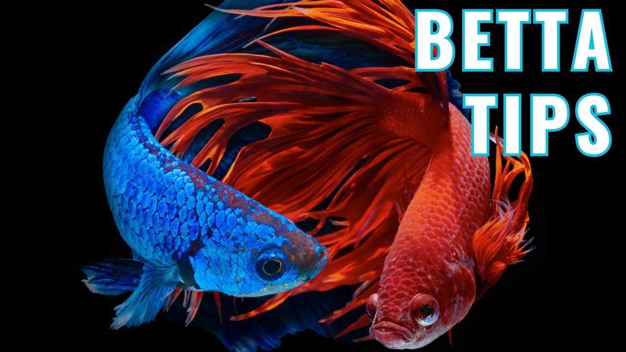 Watch This BEFORE You Get a Betta Fish 