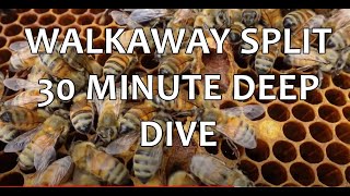30-Minute Deep Dive into a Walkaway Split (Newfoundland Beekeeping)