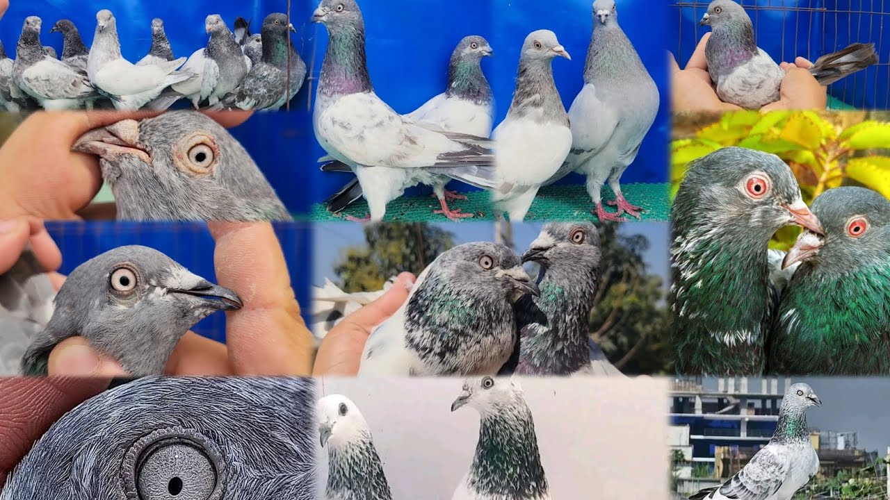 #৩০০ টাকা পিস অফার প্রাইজে কিনুন শাওন ভাইয়ের কাছ থেকে কবুতর কিনুন ডিম বাচ্চা গ্যারান্টি সহকারে @#৳%