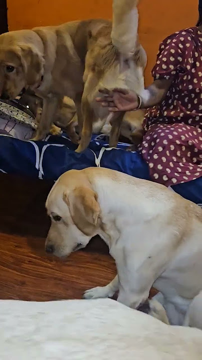 Ball yarukum thara matran😂🤣😍🥰 #goldenretriever #labrador