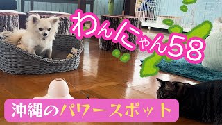 【癒し保護カフェ紹介】【沖縄猫問題は深刻】県内で保護した猫達が多数！あなたの来店が助けになります！ by 【リアル犬猫保護活動】にゃいるどはーと 4,405 views 1 month ago 17 minutes