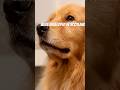 My Dog Has a British Accent? 🐶🇬🇧 (Golden Retriever Fact) #dog #goldenretriever