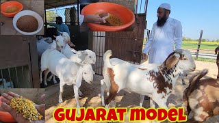 7 Kg Weight Ke Liye Feed Kya Dete Hai | Sojat Ki Full Packaging | Ajwa Goat Farm.