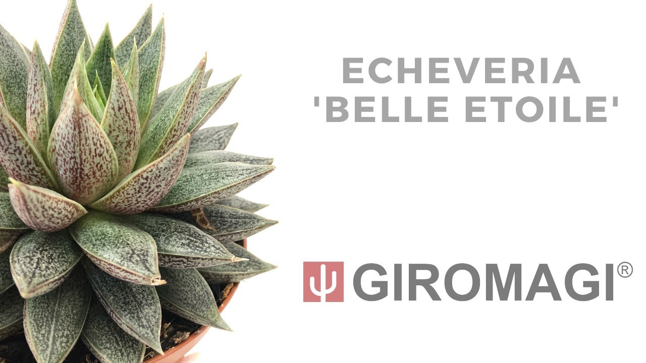dracena pflanze Tipps zur Pflege deiner Pflanze : Dracaena Marginata – PflanzenFuerAlle