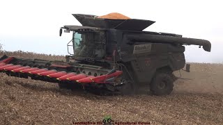 Massey Ferguson - Fendt / Körnermaisernte - Corn Harvest  2022