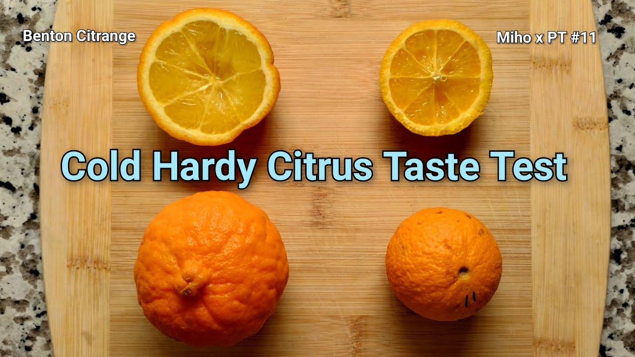 Seedless Hardy Oranges! Benton Citrange and Miho x PT #11