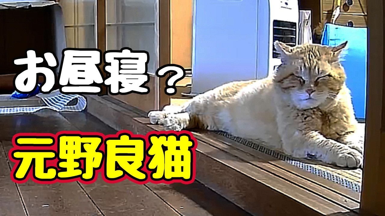 Want to take a nap together? [Former stray cat] - YouTube
