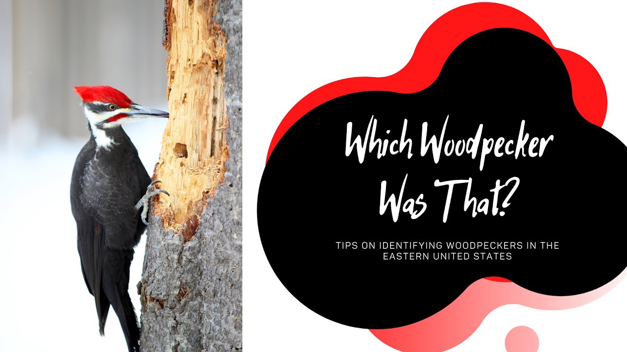 What'S The Difference Between A Male And Female Spotted Woodpecker?